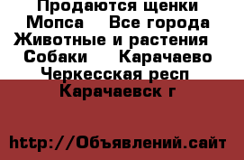 Продаются щенки Мопса. - Все города Животные и растения » Собаки   . Карачаево-Черкесская респ.,Карачаевск г.